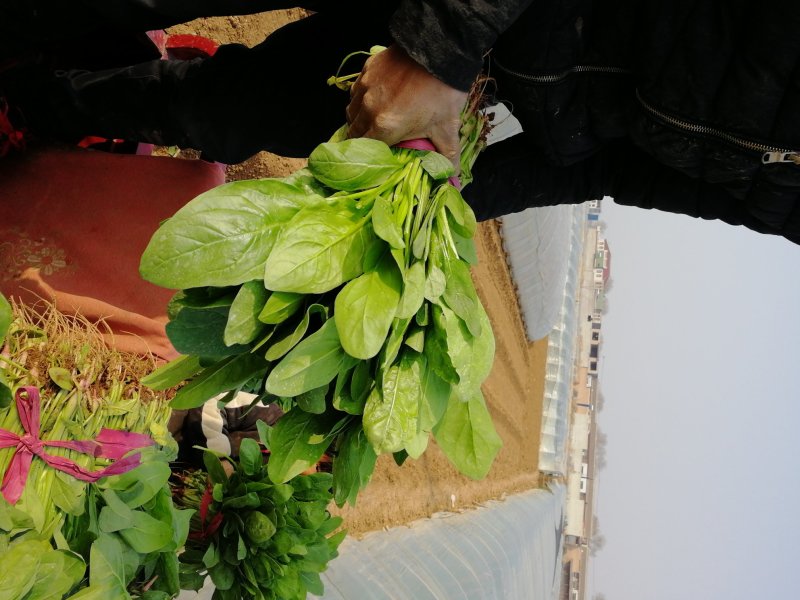 小叶菠菜质量精品价格美丽上货量较大