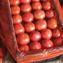 西红柿硬粉，货源充足，质量保证，大棚种植，