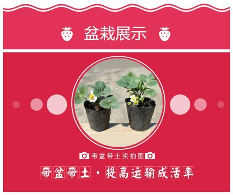 红彦九香奶油章姬淡雪阳台盆栽草莓苗带盆带土