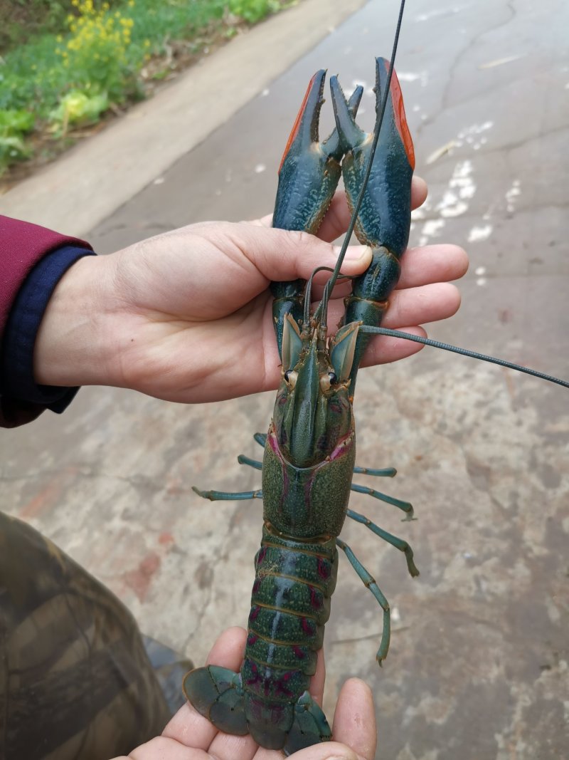 生态澳洲淡水龙虾—安心健康食品，地下水养殖。