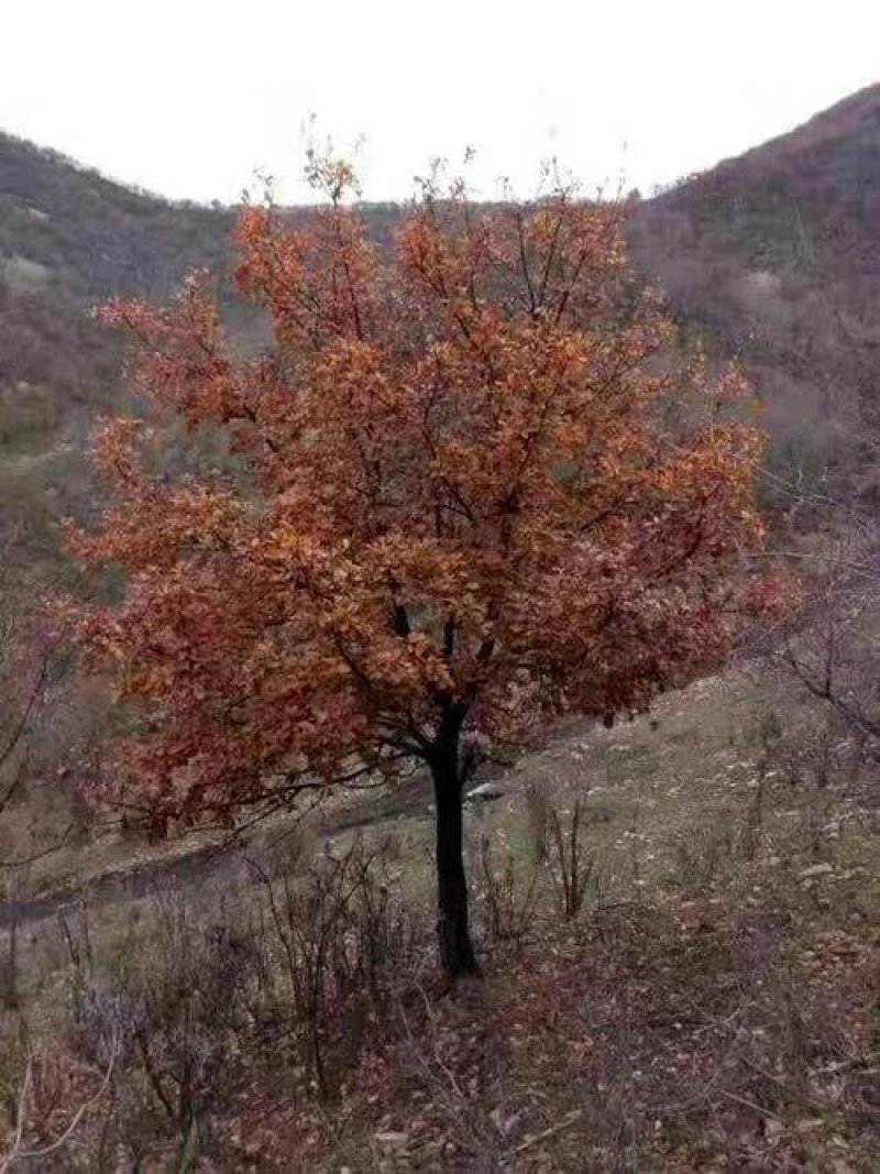 辽宁吉林黑龙江野生独杆蒙古栎大树柞树新开山场手续齐全