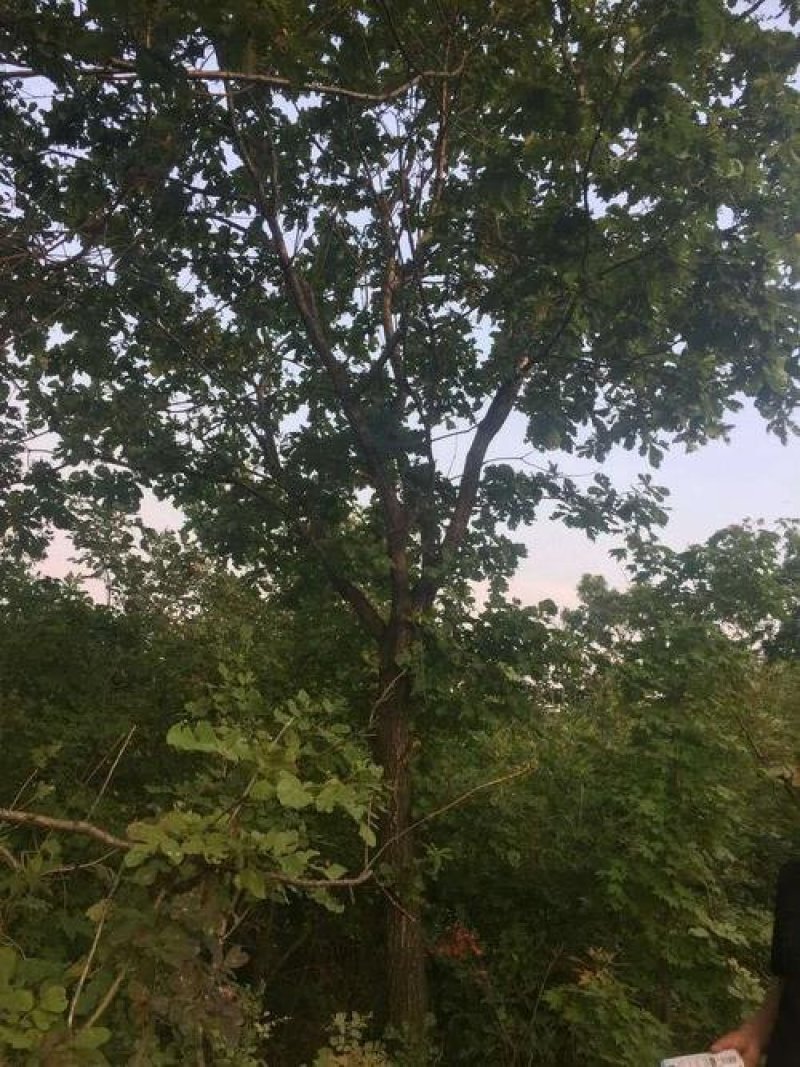 辽宁吉林黑龙江野生独杆蒙古栎大树柞树新开山场手续齐全