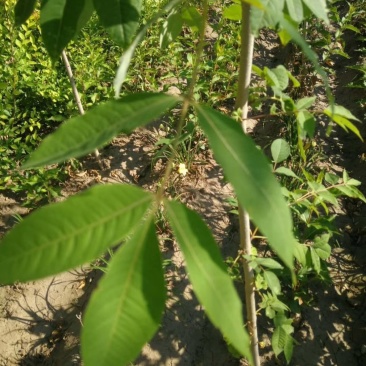 黄柏小苗黄菠萝繁育规格齐全实地看苗订购
