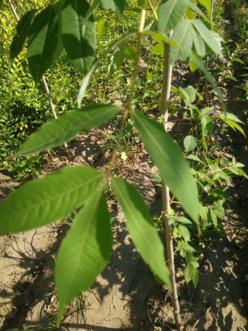 黄柏小苗黄菠萝繁育规格齐全实地看苗订购