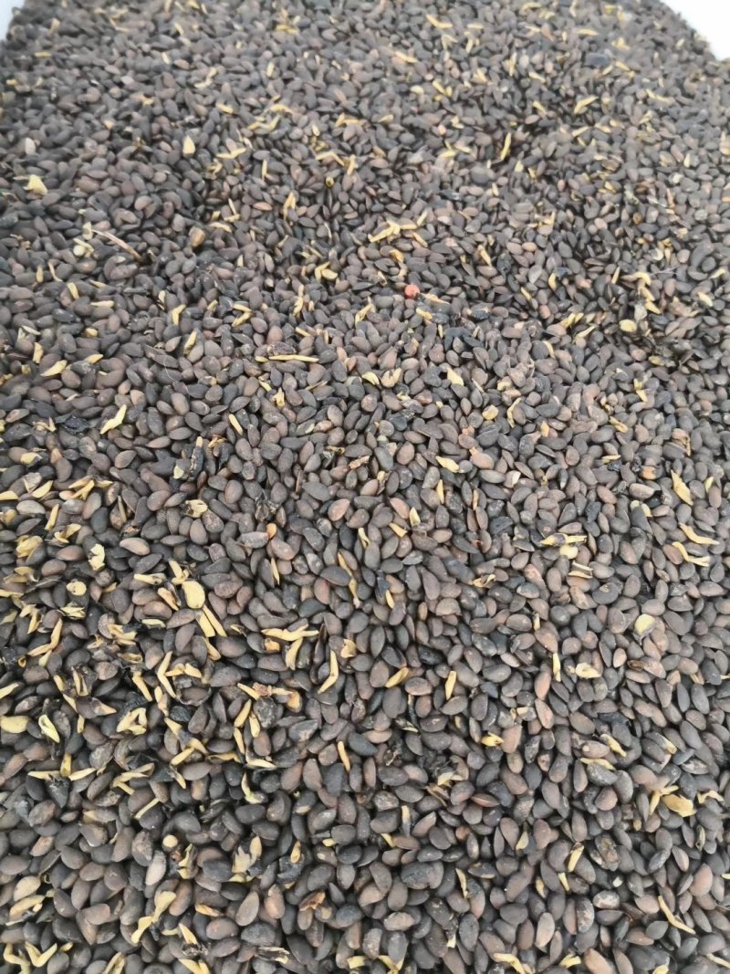 黄柏小苗黄菠萝繁育规格齐全实地看苗订购