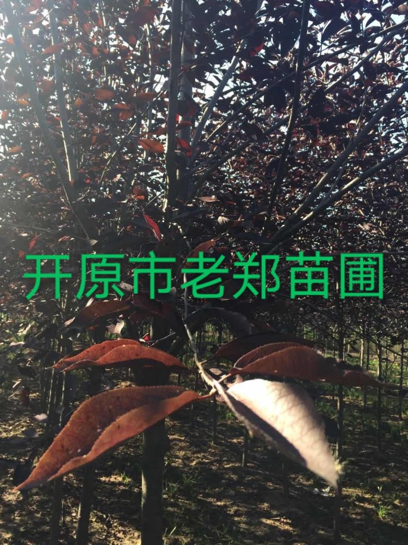 黄柏小苗黄菠萝繁育规格齐全实地看苗订购