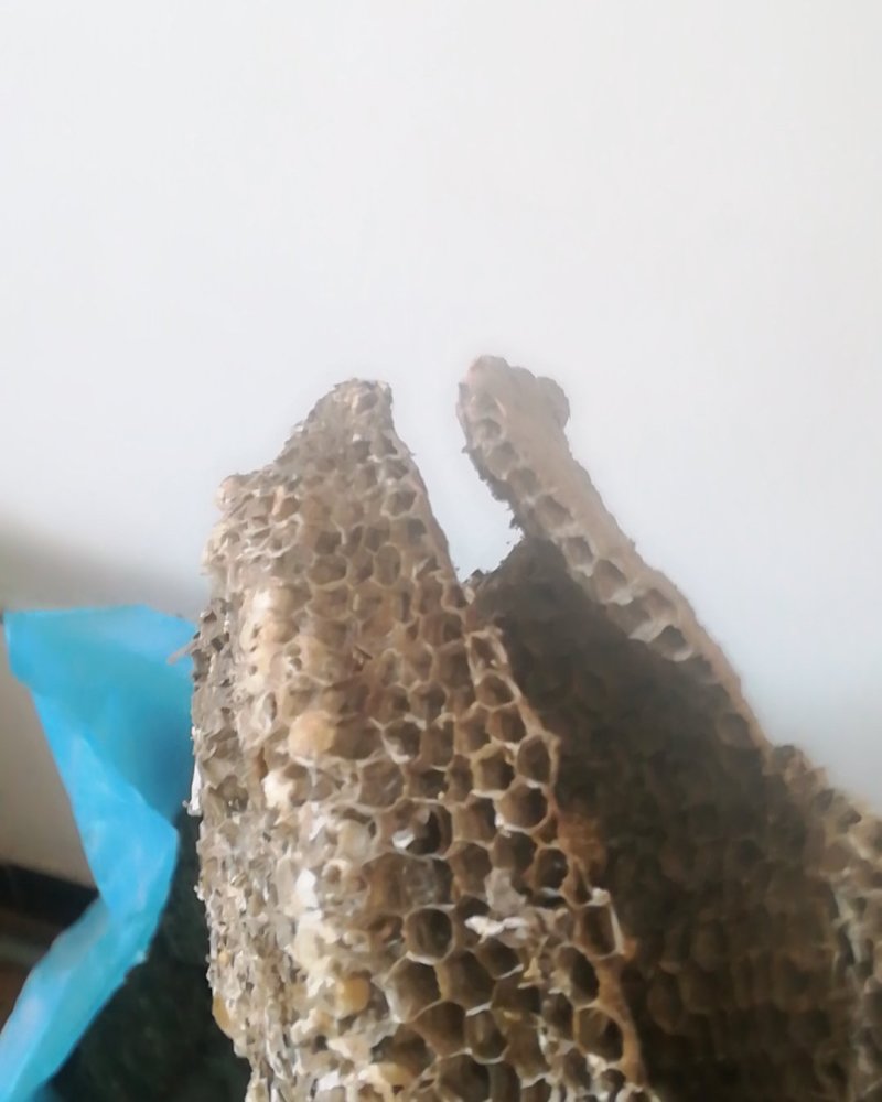 蜂巢