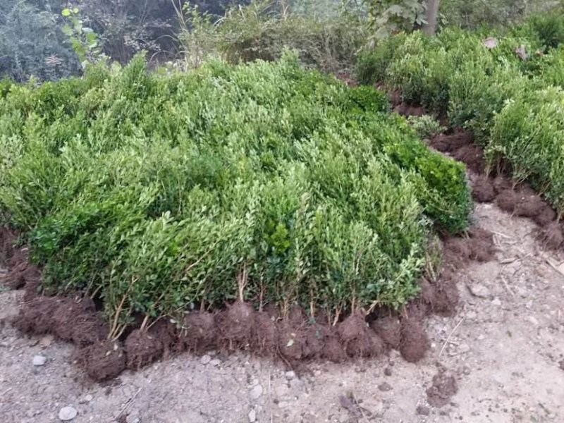 辽宁开原小叶黄杨小苗朝鲜瓜子黄杨杯苗工程苗繁育基地