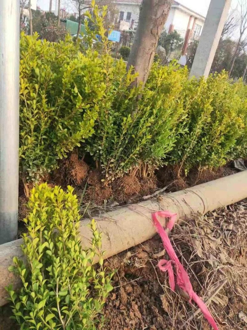 辽宁开原小叶黄杨小苗朝鲜瓜子黄杨杯苗工程苗繁育基地