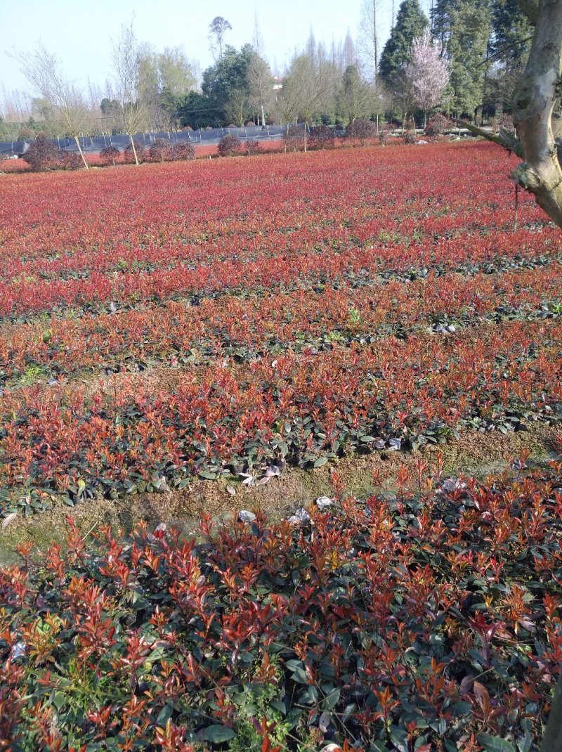 红叶石楠基地大量供应