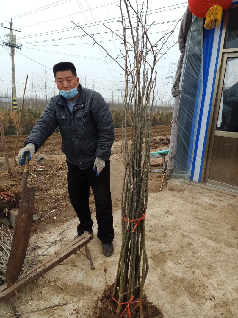 【皂角小苗】刺和皂荚可入药，绿化荒山可作篱笆墙量大从优。