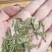 汉中仙毫，红茶，绿茶