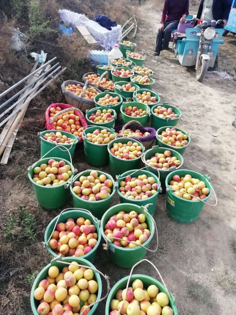 丰园红杏子批发，金太阳杏子基地价格，陕西杏子产地行情