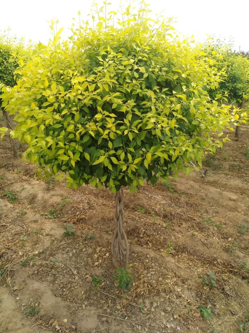 金叶榆绿篱苗金叶榆容器苗彩色苗木基地