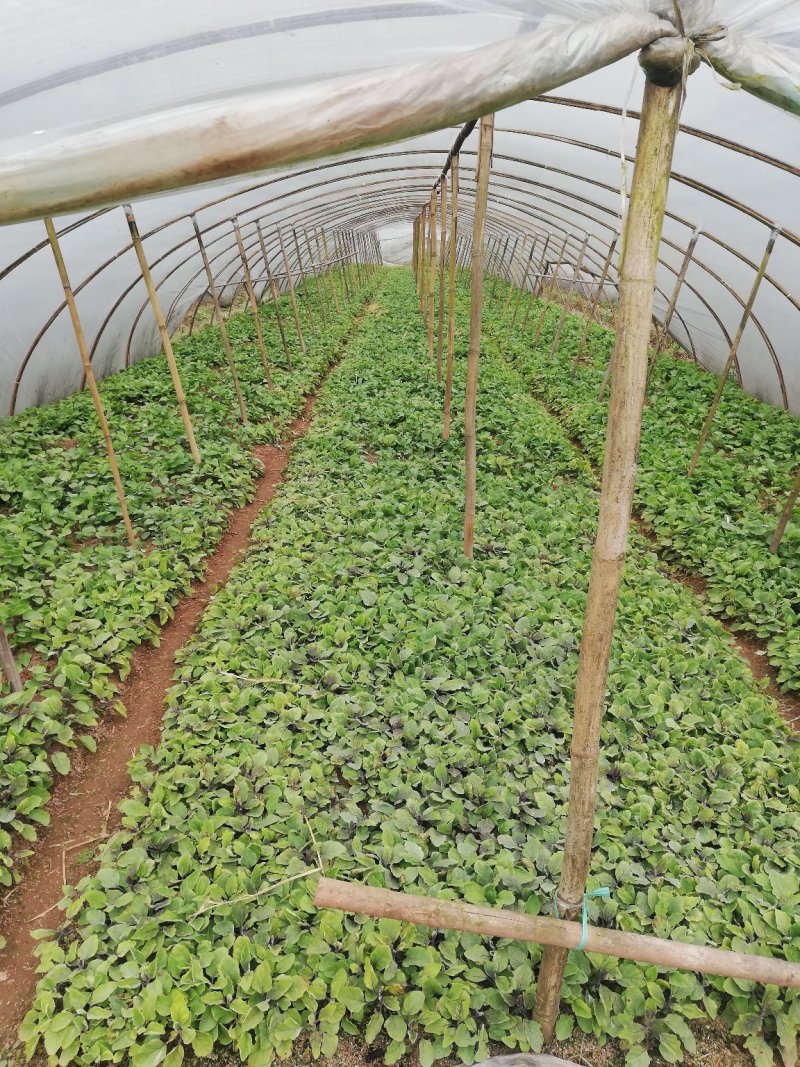 辣椒苗，菜椒二荆条小米辣