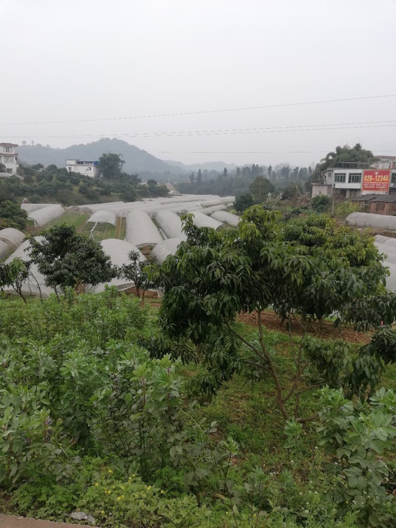 辣椒苗，菜椒二荆条小米辣