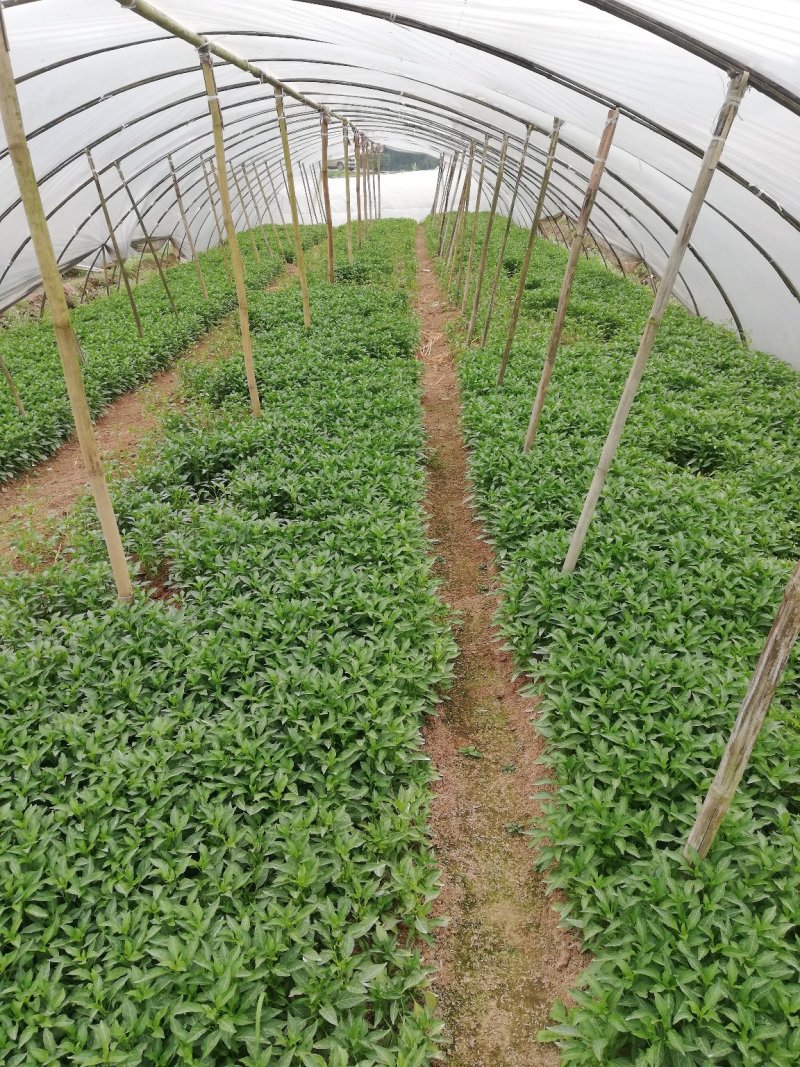 辣椒苗，菜椒二荆条小米辣