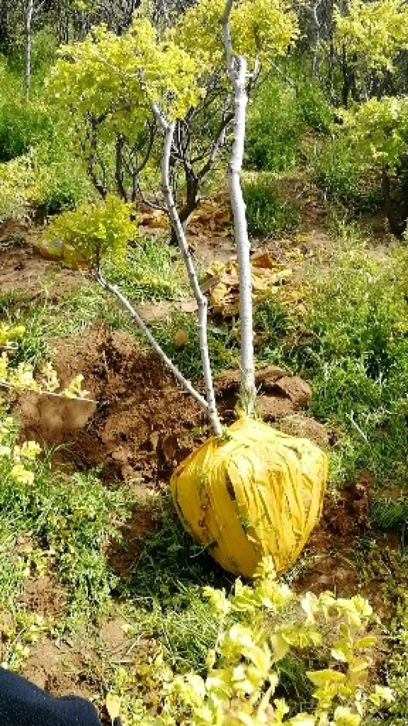辽宁开原金叶榆造型树繁育基地规格齐全质量保证全国发货
