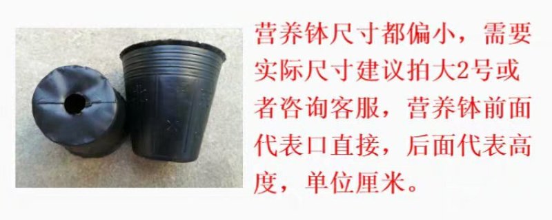 营养钵育苗盆种植穴盘塑料营养袋育苗袋一次性花盆营养杯育苗
