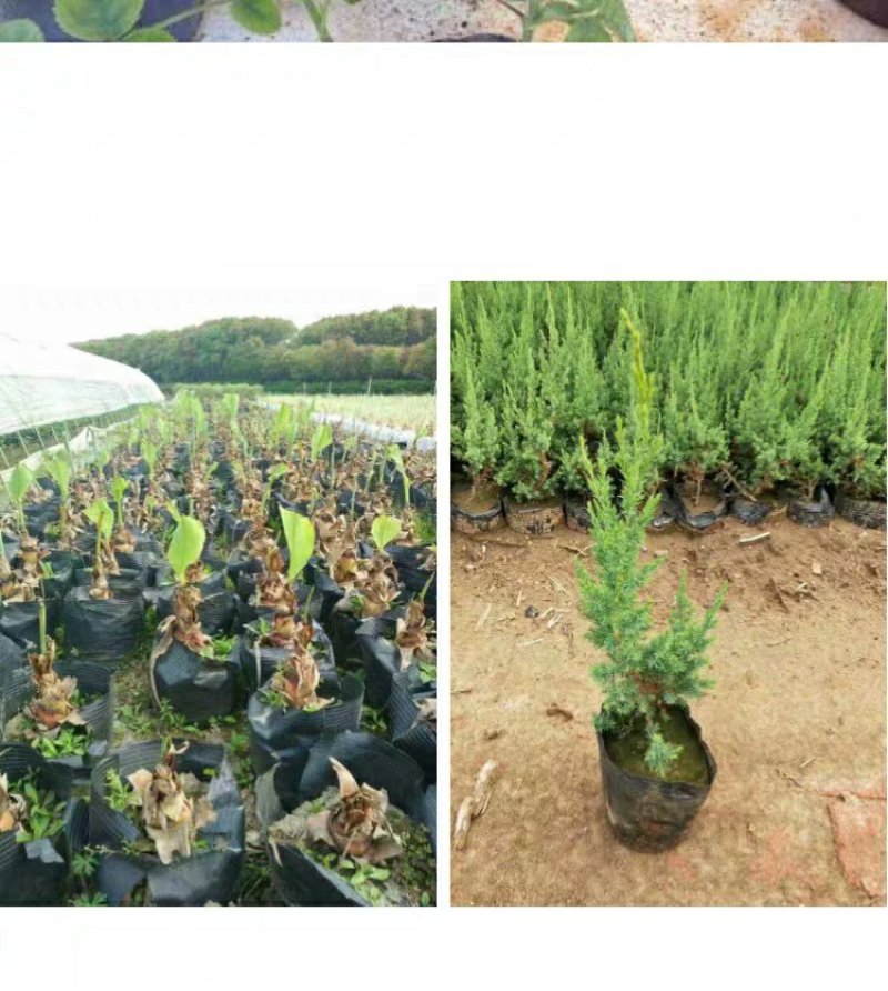 营养钵育苗盆种植穴盘塑料营养袋育苗袋一次性花盆营养杯育苗