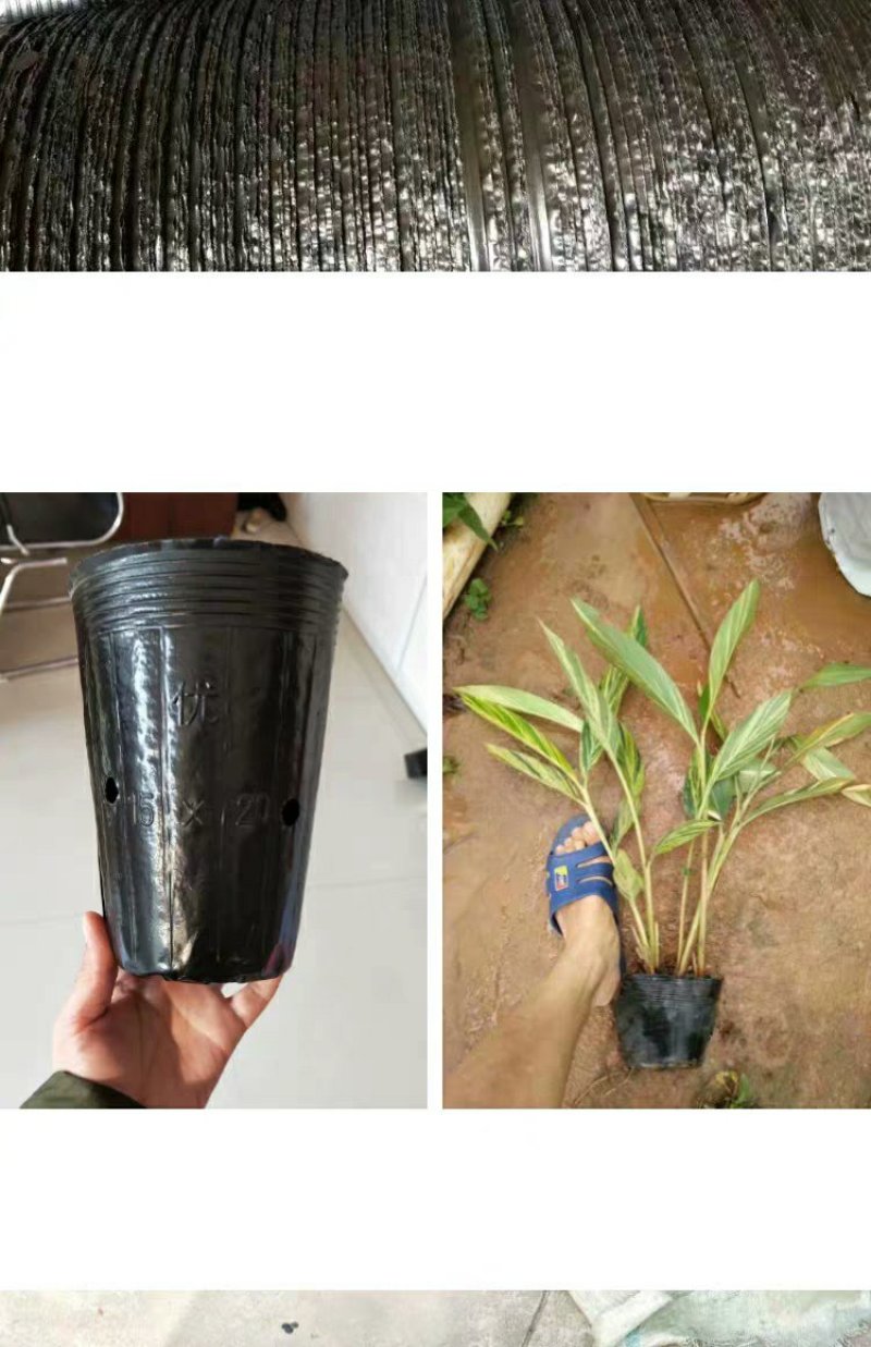 营养钵育苗盆种植穴盘塑料营养袋育苗袋一次性花盆营养杯育苗