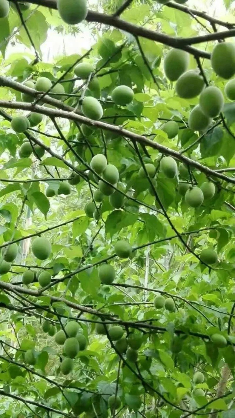 大量优质酸梅苗出售