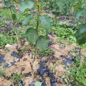 大量优质酸梅苗出售