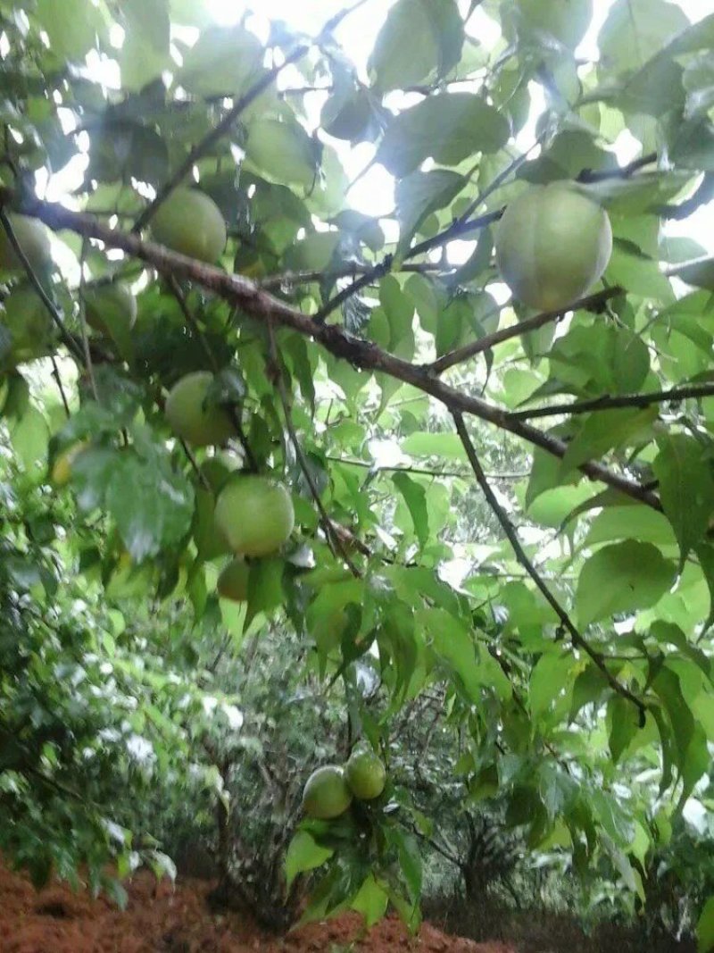 大量优质酸梅苗出售
