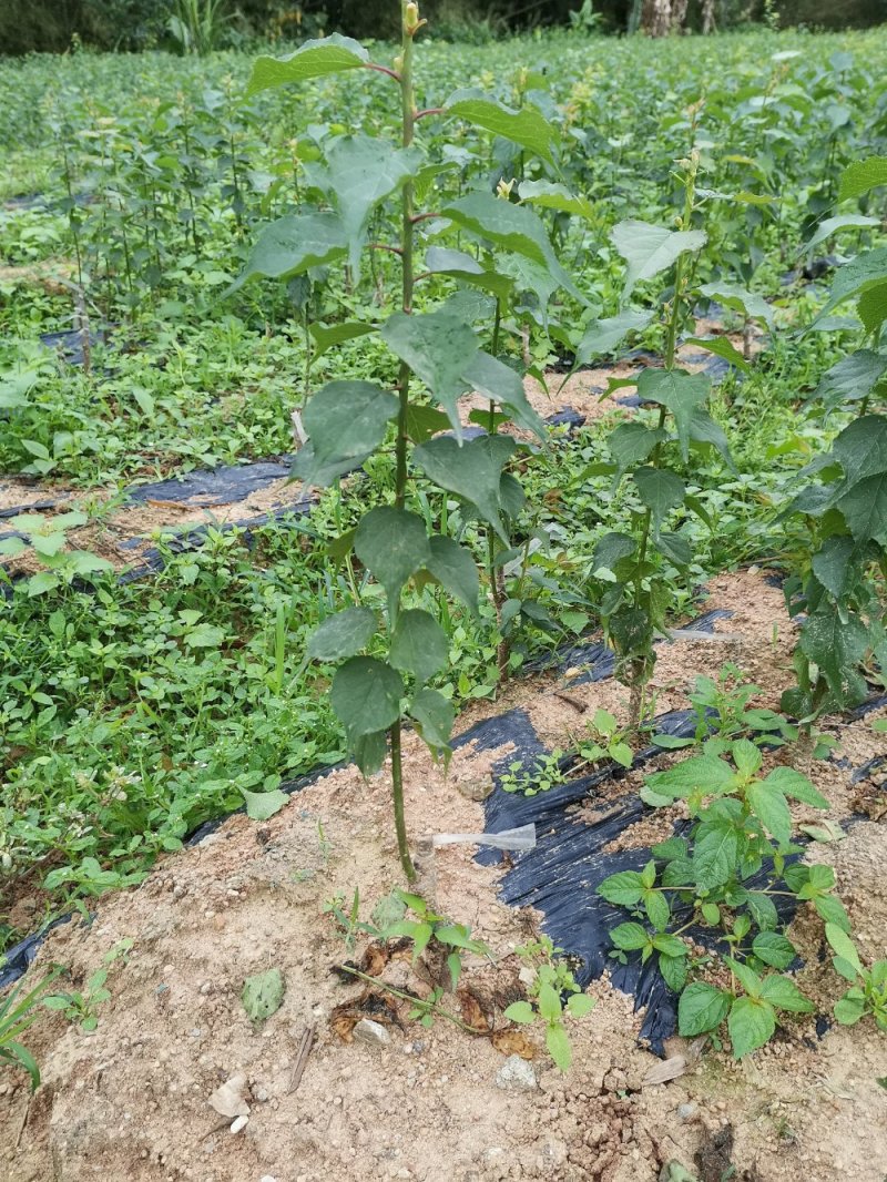 大量优质酸梅苗出售