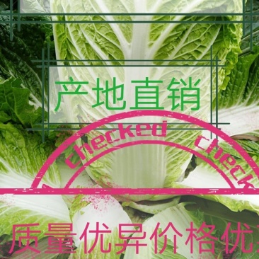 玉田白菜猛哥精品果蔬可视频看货散装袋装均可质量优益价格优