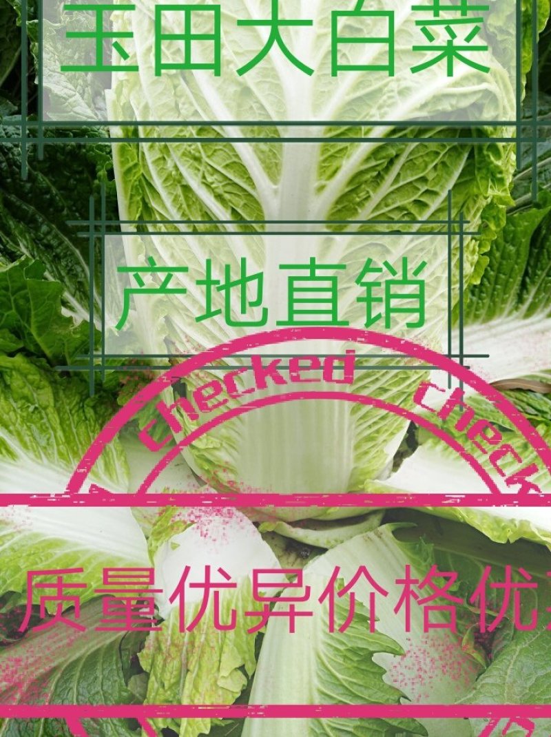 玉田白菜猛哥精品果蔬可视频看货散装袋装均可质量优益价格优