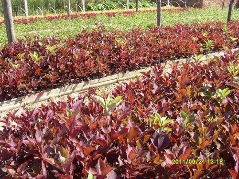 辽宁开原紫叶稠李小苗工程苗杯苗繁育基地