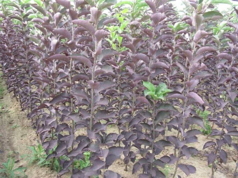 辽宁开原紫叶稠李小苗工程苗杯苗繁育基地