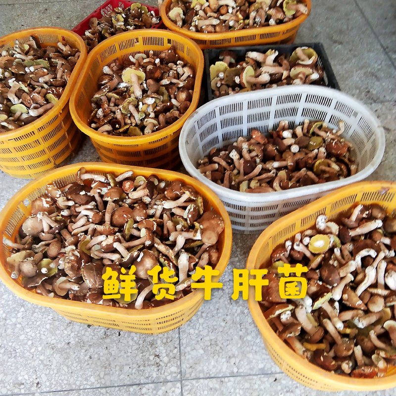 牛肝菌【出口货内销货】美味白牛肝菌烘烤片干货原产地批发