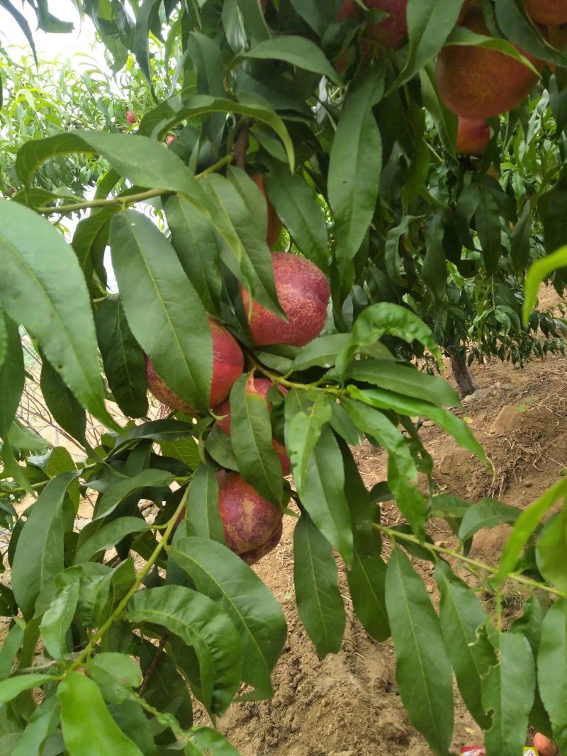 嫁接桃树苗大桃苗水蜜桃苗地栽黑桃雪桃南北方种植果树苗桃苗