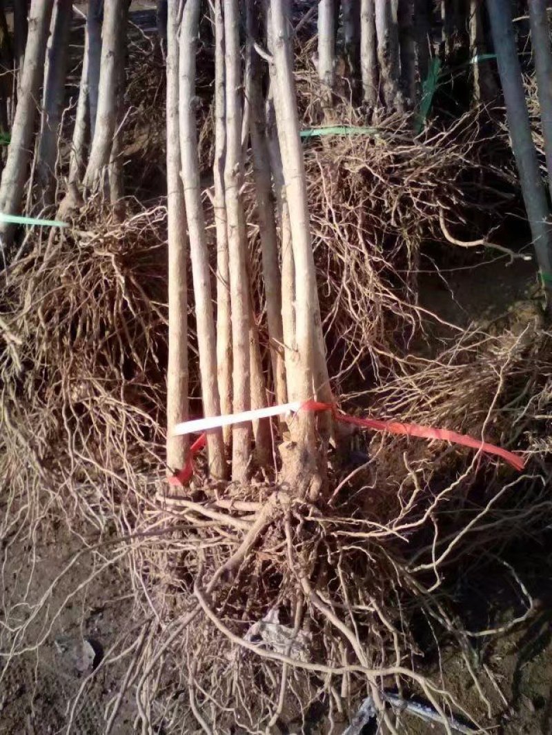 嫁接桃树苗大桃苗水蜜桃苗地栽黑桃雪桃南北方种植果树苗桃苗