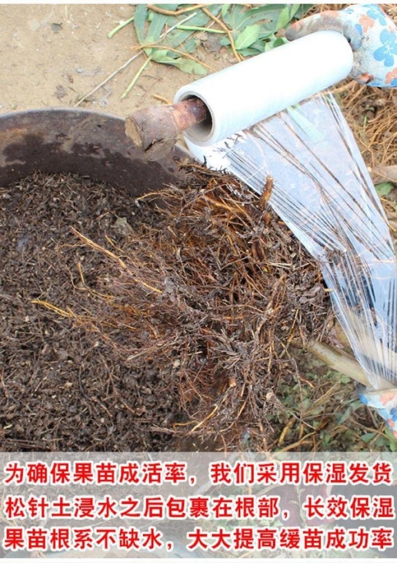 嫁接桃树苗大桃苗水蜜桃苗地栽黑桃雪桃南北方种植果树苗桃苗