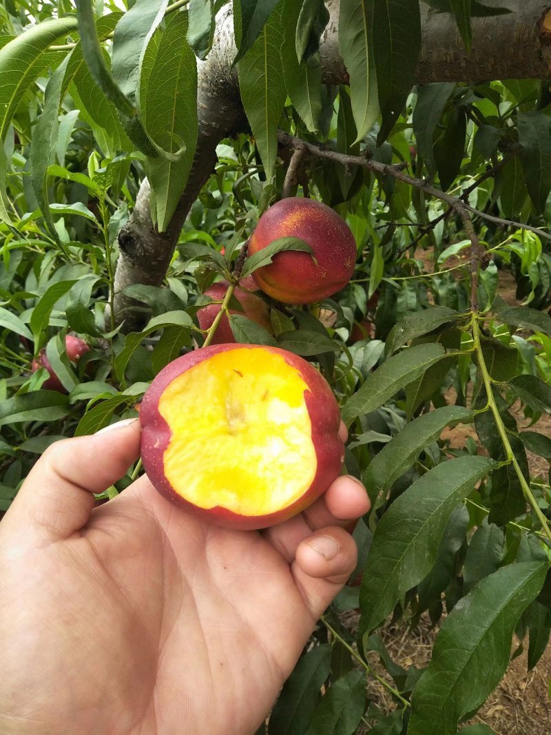 嫁接桃树苗大桃苗水蜜桃苗地栽黑桃雪桃南北方种植果树苗桃苗