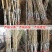 嫁接桃树苗大桃苗水蜜桃苗地栽黑桃雪桃南北方种植果树苗桃苗