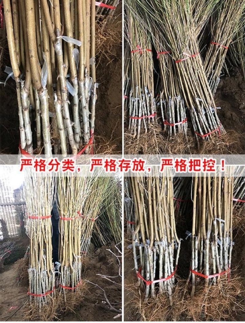 嫁接桃树苗大桃苗水蜜桃苗地栽黑桃雪桃南北方种植果树苗桃苗