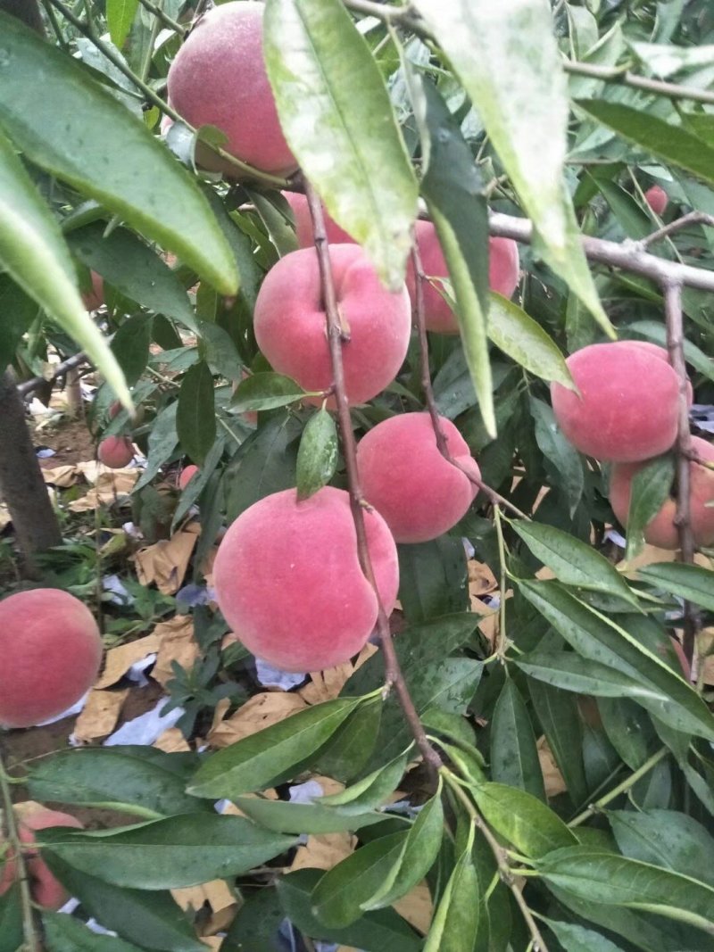 嫁接桃树苗大桃苗水蜜桃苗地栽黑桃雪桃南北方种植果树苗桃苗