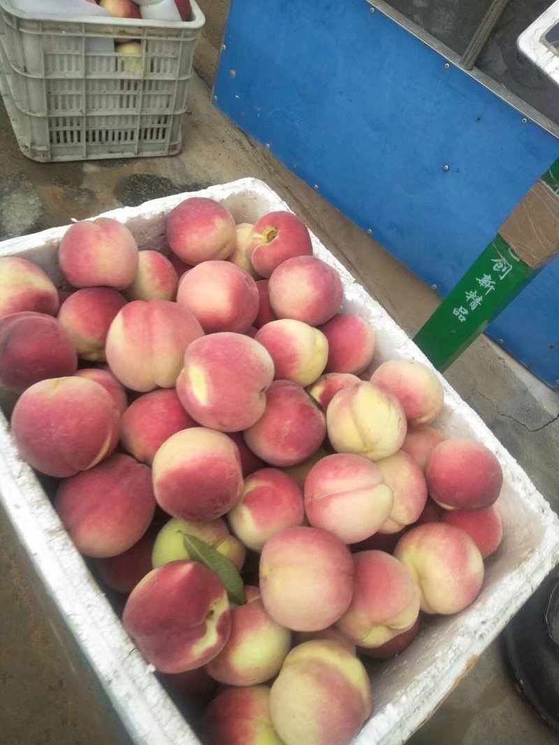 嫁接桃树苗大桃苗水蜜桃苗地栽黑桃雪桃南北方种植果树苗桃苗