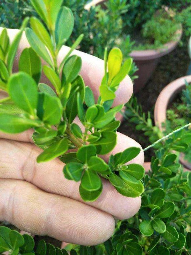 辽宁开原小叶黄杨小苗杯苗朝鲜瓜子黄杨工程苗繁育基地