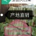 玉田北京新三号白菜大量供货散装袋装均可协办装车找车