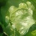 球生菜