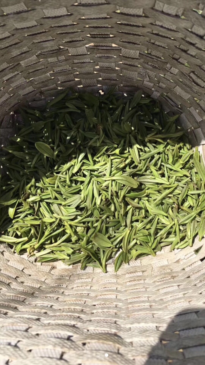 四明山早茶叶价格给到最优惠了带包装包邮