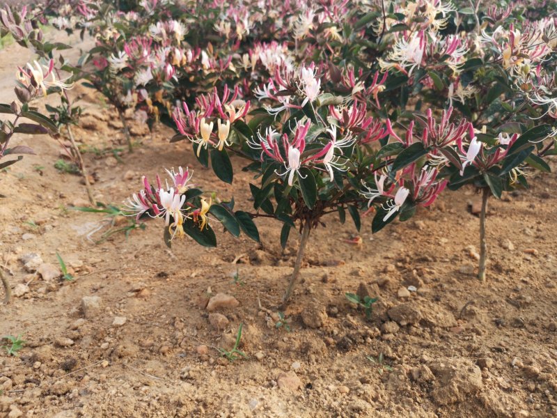 红色金银苗树形四季金银花苗当年开花快递包邮
