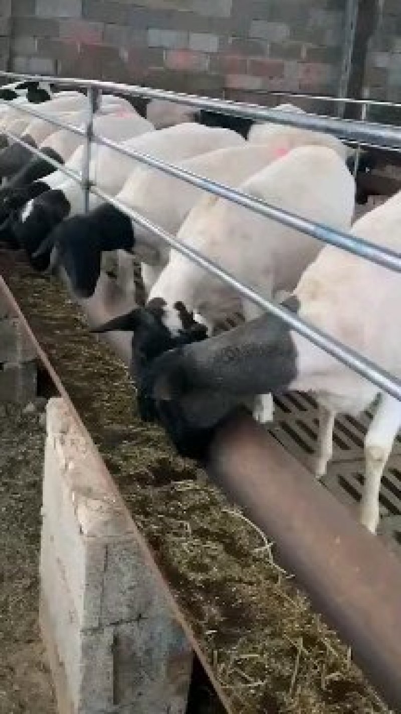 黑头杜泊羊怀孕大母羊出肉率高肉质好