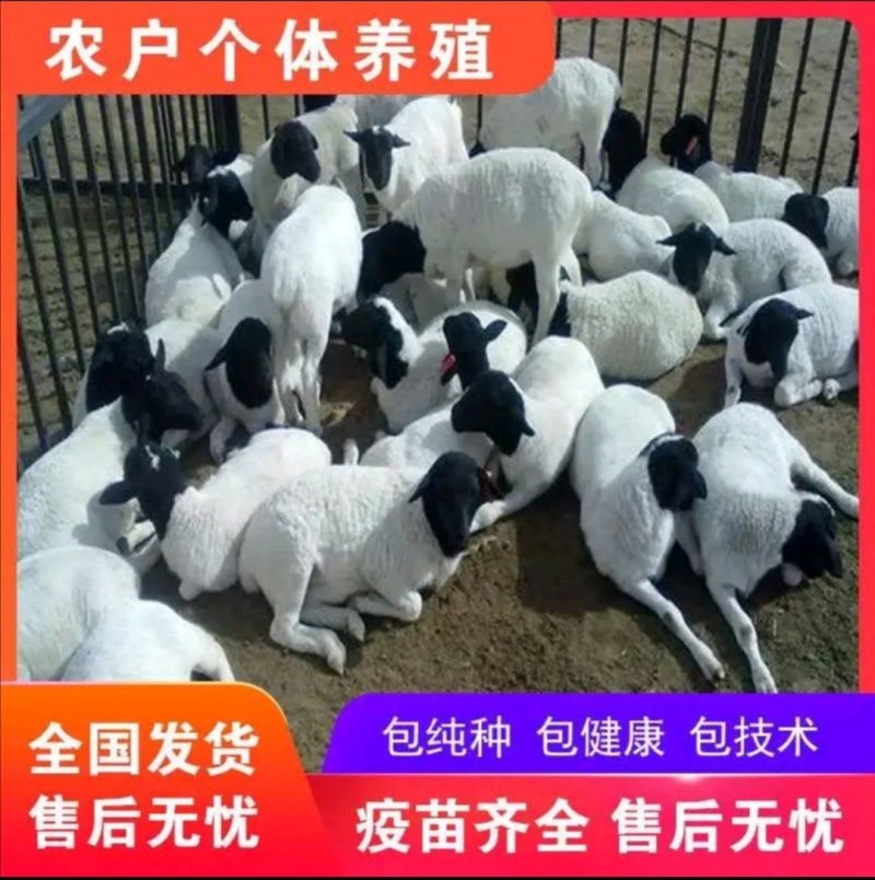 黑头杜泊羊怀孕大母羊出肉率高肉质好