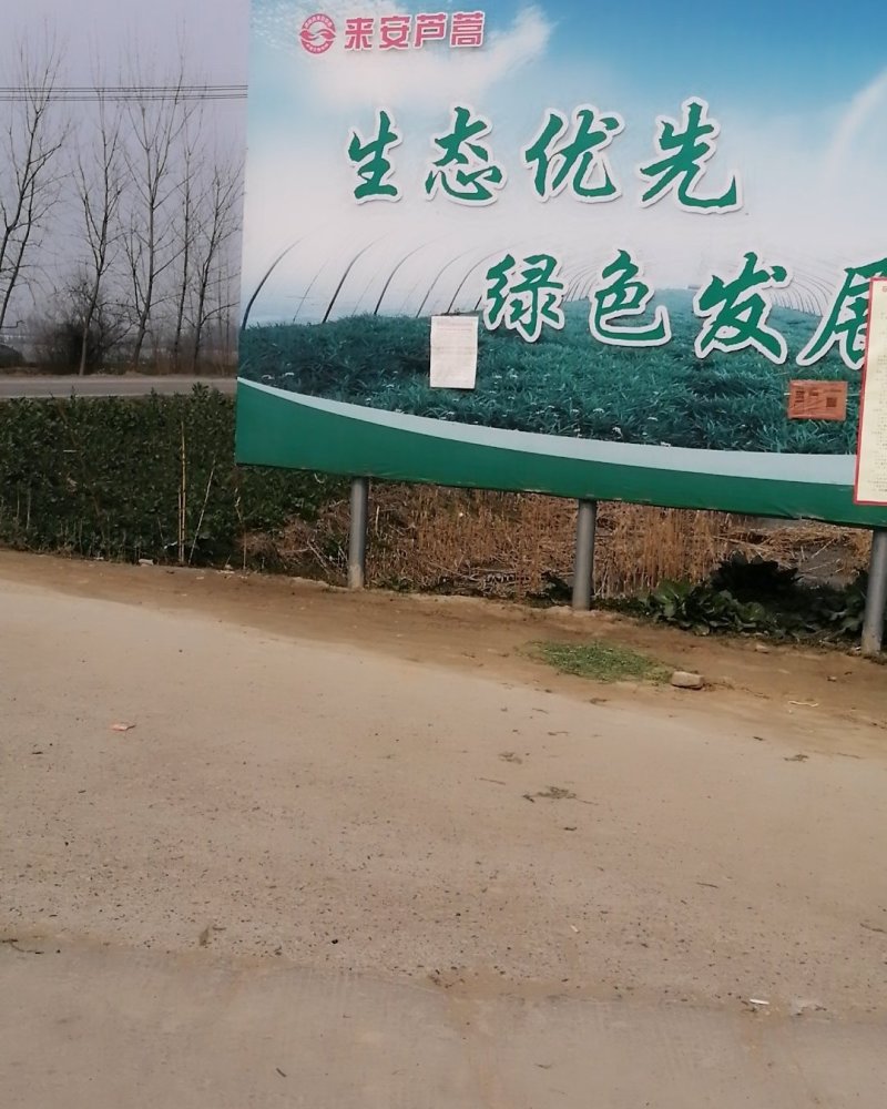 藜蒿，大量有货，对三高人群有保健作用，吃法，芦蒿炒肉丝，